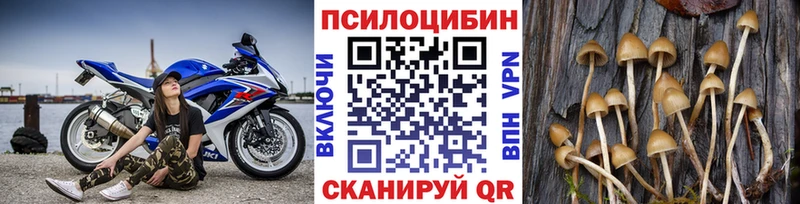 Купить закладки  Карачев  Псилоцибиновые грибы Psilocybe 